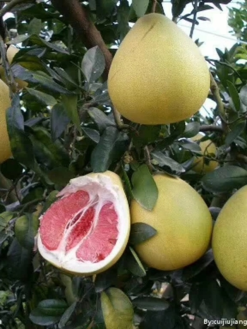 梅州蜜柚