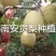 中国山西优质香梨基地的红香酥梨上市，采摘收购中