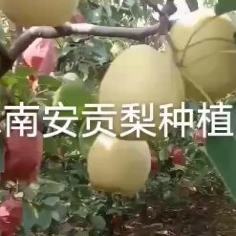中国山西优质香梨基地的红香酥梨上市，采摘收购中
