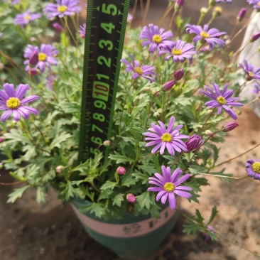 姬小菊，0.5加能盆，