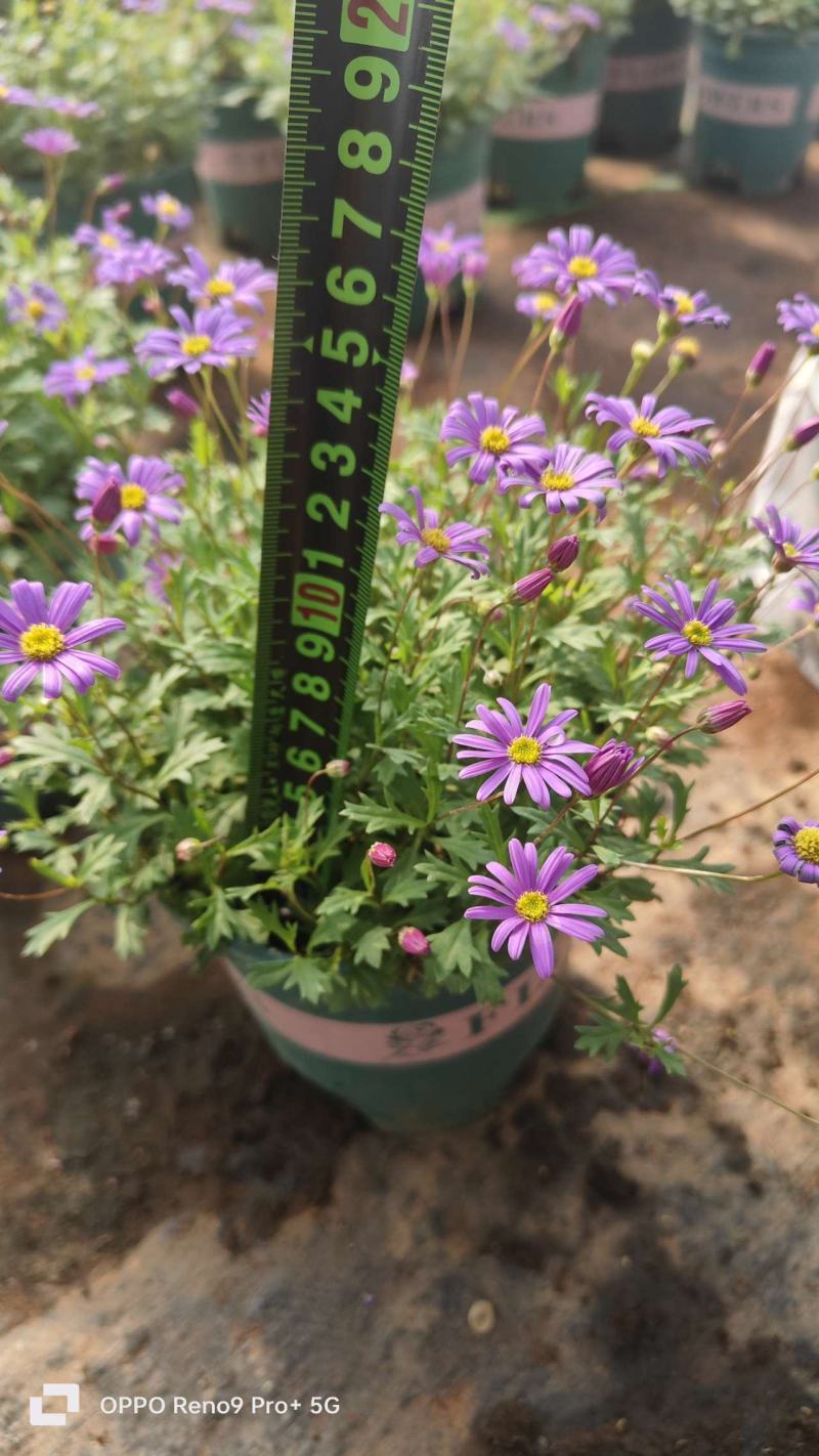 姬小菊，0.5加能盆，