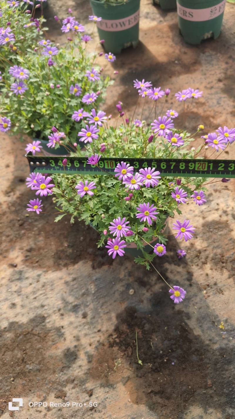 姬小菊，0.5加能盆，