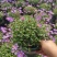 姬小菊，0.5加能盆，