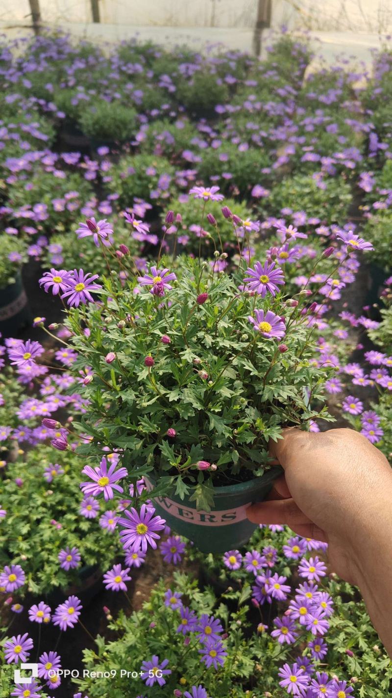 姬小菊，0.5加能盆，