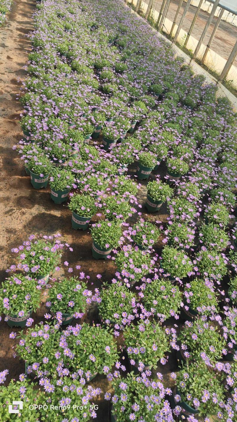 姬小菊，0.5加能盆，