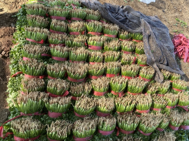 香菜大量上市全国发货产地供货一手货源欢迎咨询采购