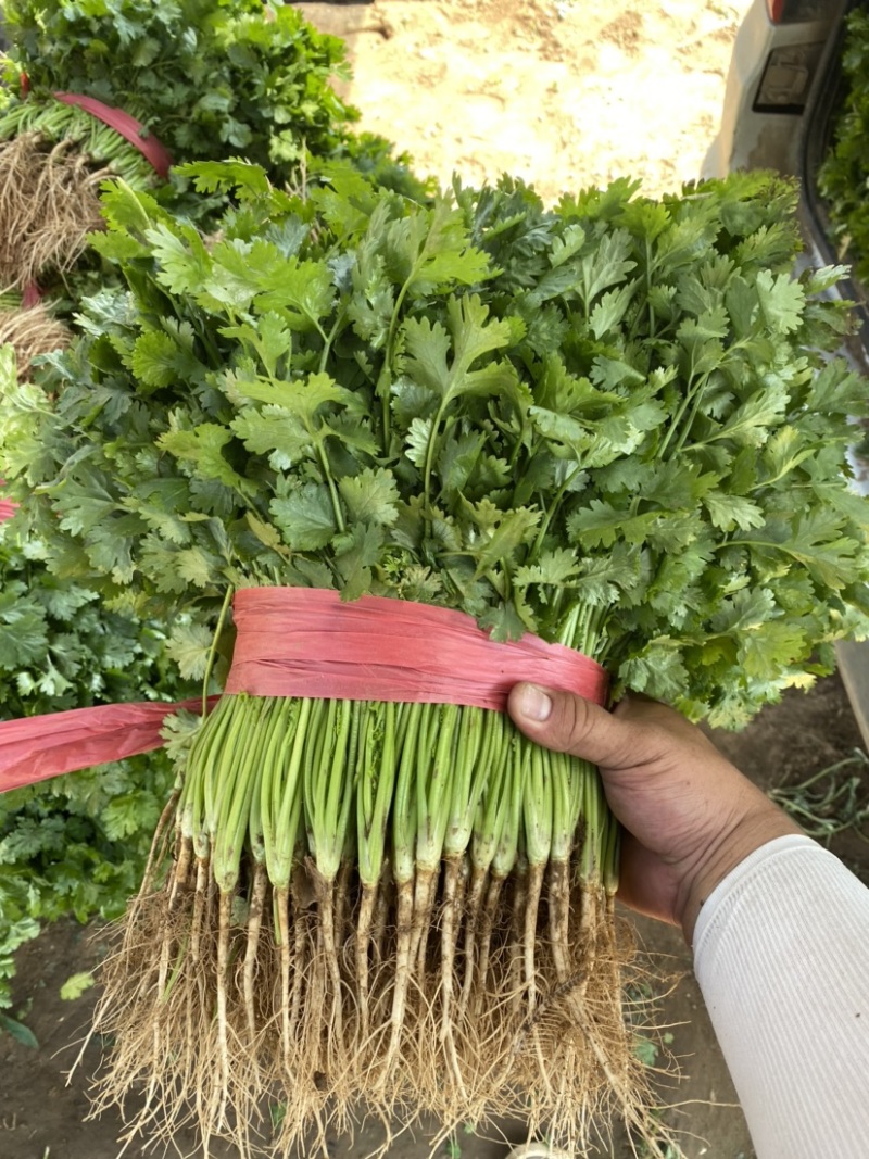 香菜大量上市全国发货产地供货一手货源欢迎咨询采购
