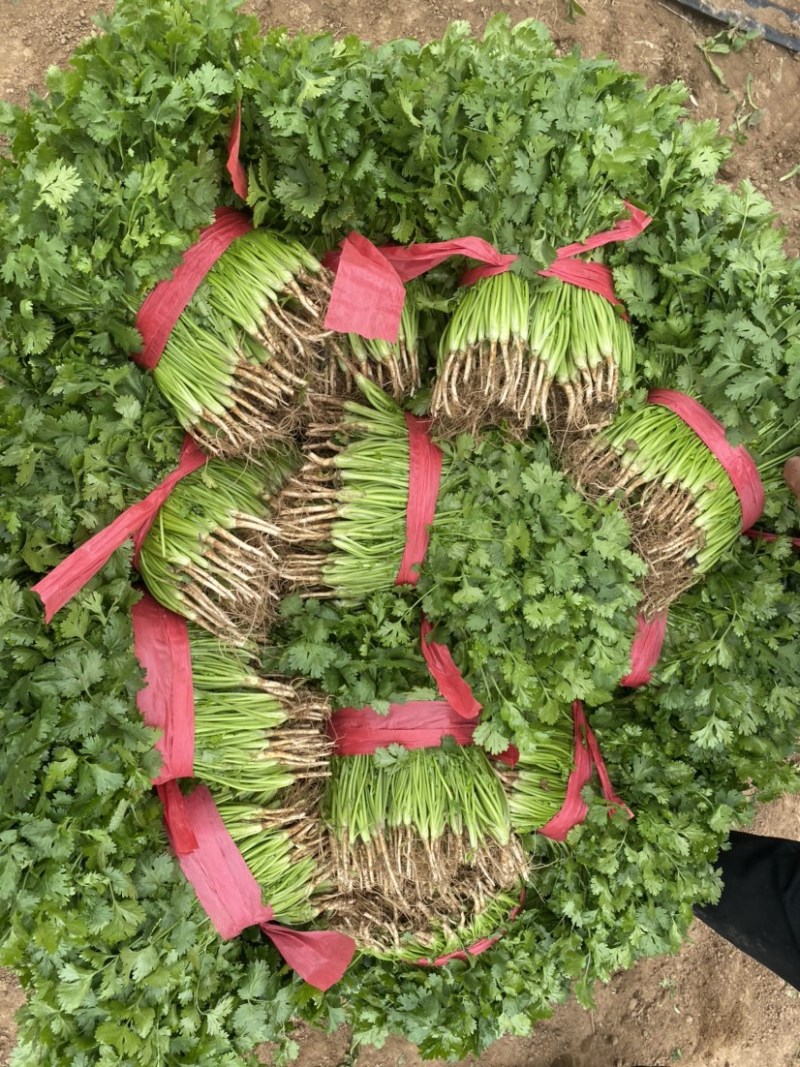 香菜大量上市全国发货产地供货一手货源欢迎咨询采购