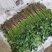 香菜大量上市全国发货产地供货一手货源欢迎咨询采购