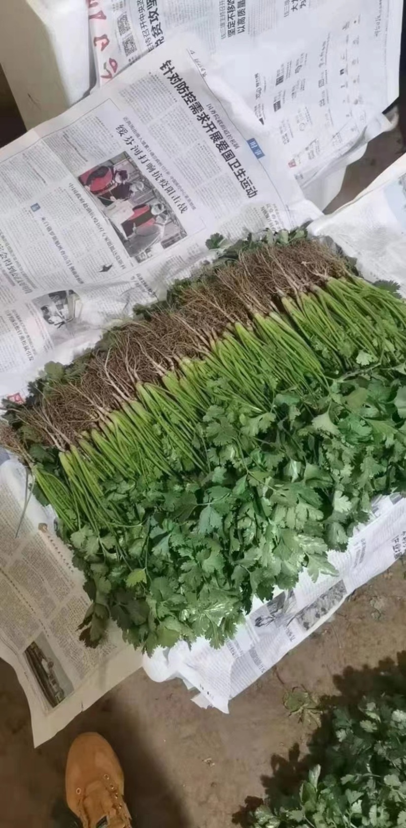 香菜大量上市全国发货产地供货一手货源欢迎咨询采购