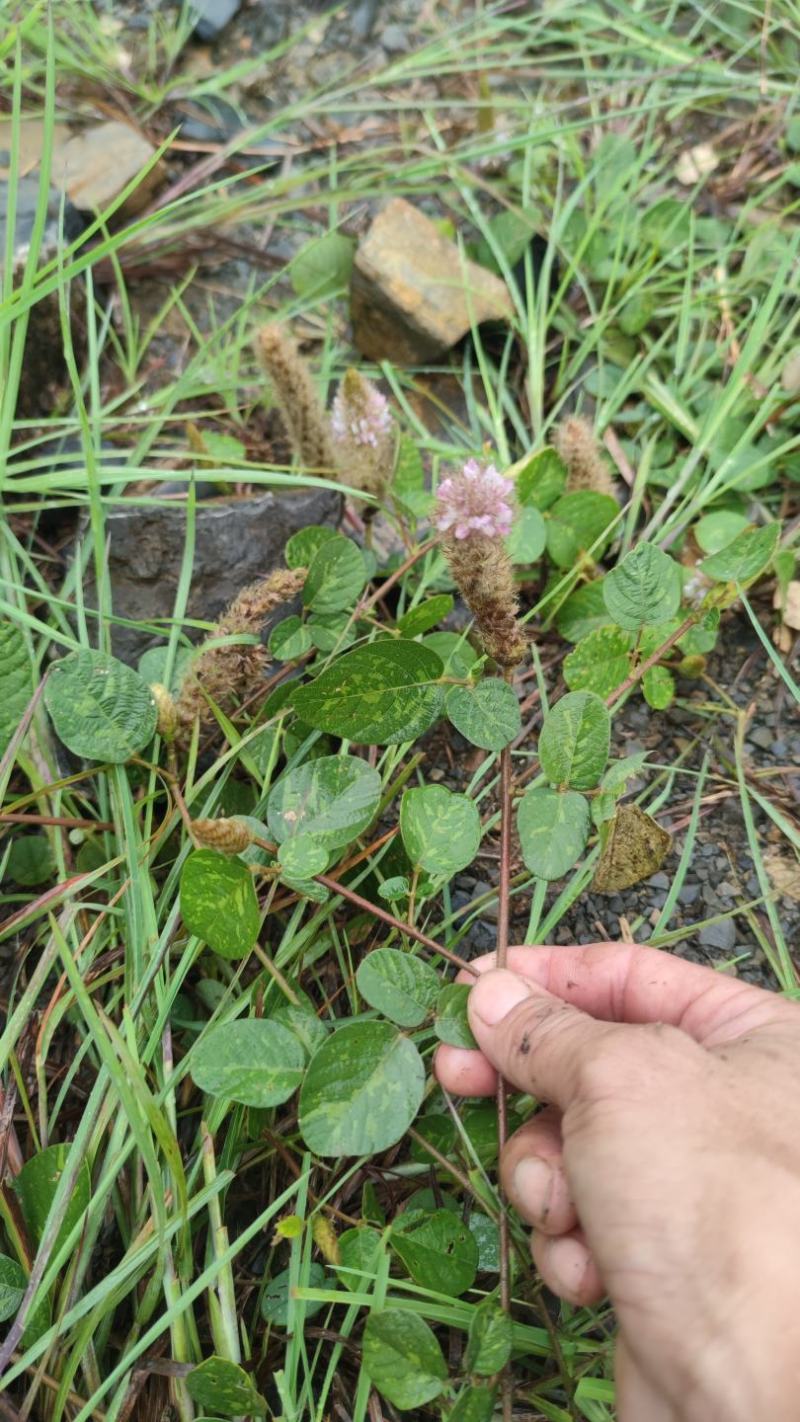精品狸尾草干货品质好价格低视频看货实地考察全国可发