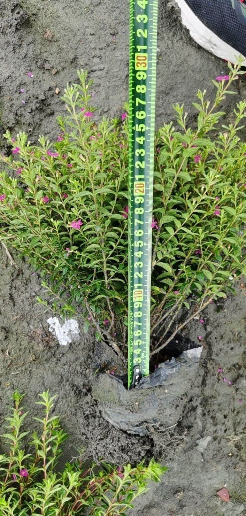 满天星萼距花容器苗，高度20-30厘米，各种规格。
