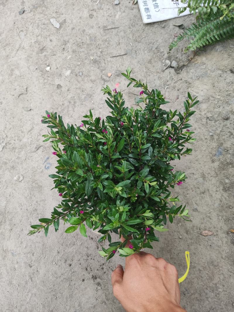 满天星萼距花容器苗，高度20-30厘米，各种规格。