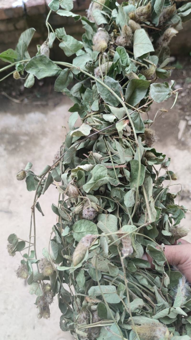 精品狸尾草干货品质好价格低视频看货实地考察全国可发
