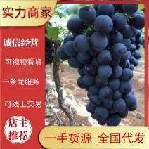 云南葡萄夏黑葡萄一手货源基地直供货源充足