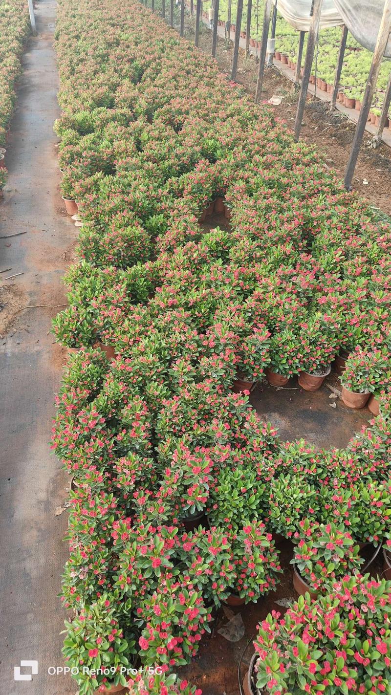 虎刺梅130小红盆苗，