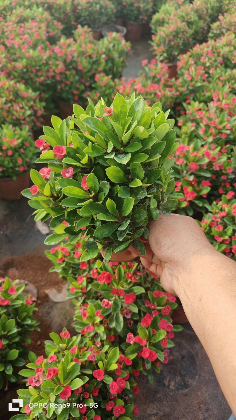 虎刺梅130小红盆苗，