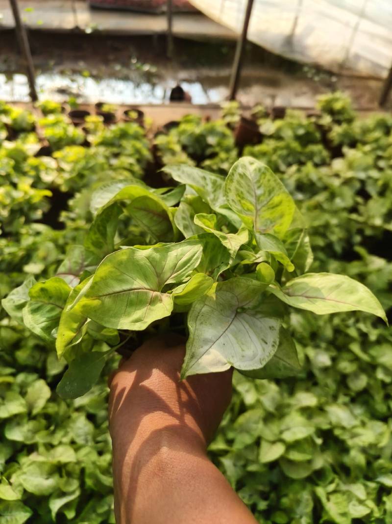 黄金童子合果芋130杯苗，大量现货供应。