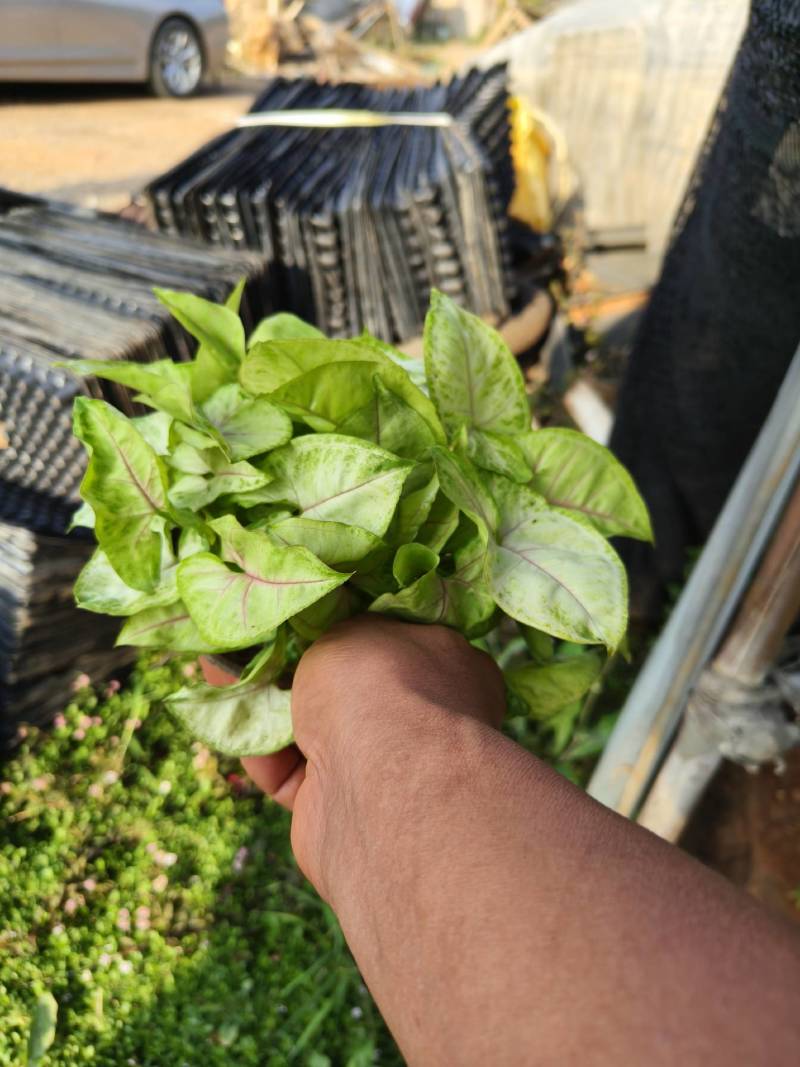 黄金童子合果芋130杯苗，大量现货供应。