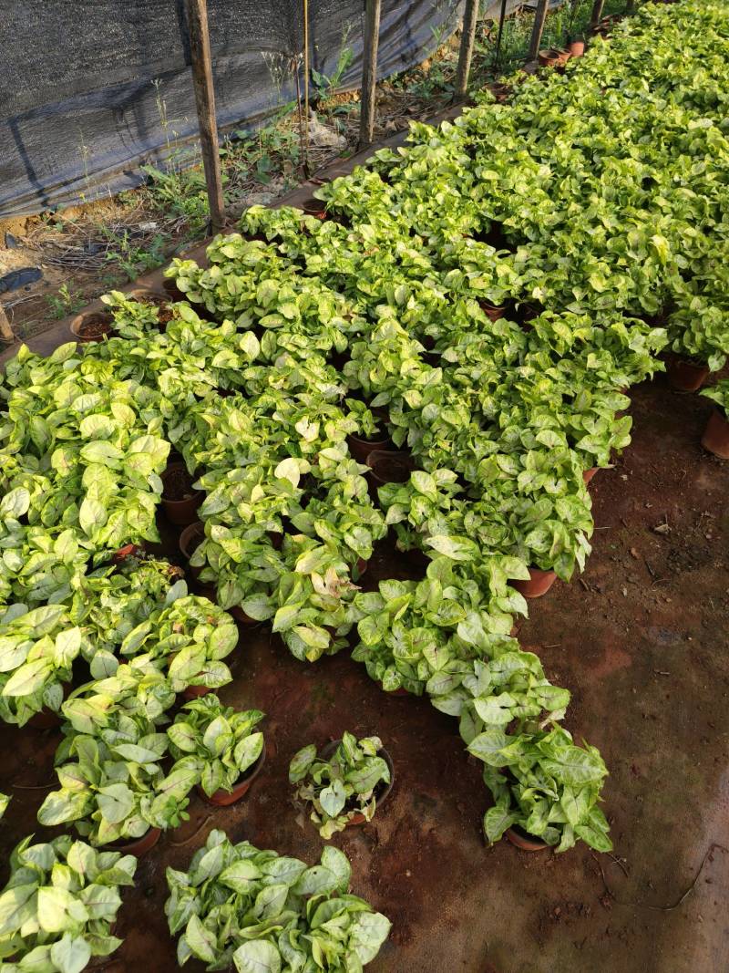 黄金童子合果芋130杯苗，大量现货供应。
