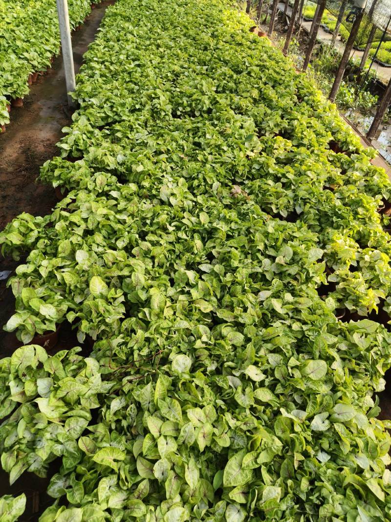 黄金童子合果芋130杯苗，大量现货供应。