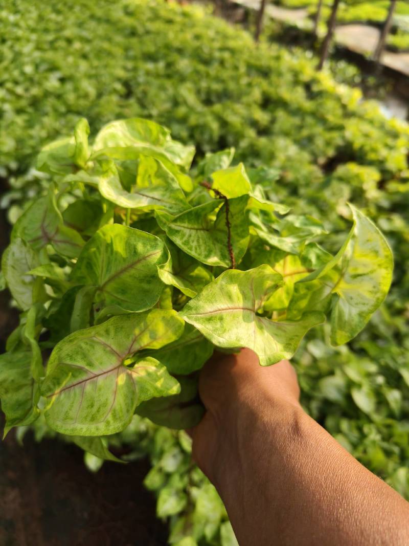 黄金童子合果芋130杯苗，大量现货供应。