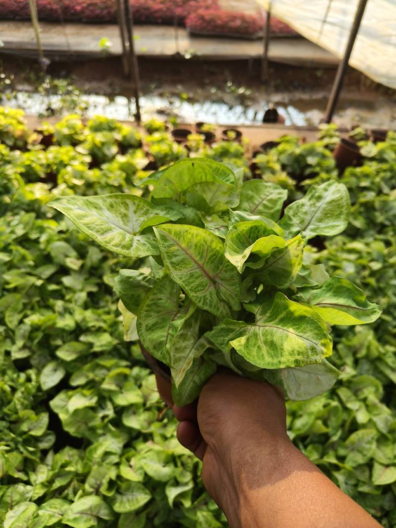 黄金童子合果芋130杯苗，大量现货供应。