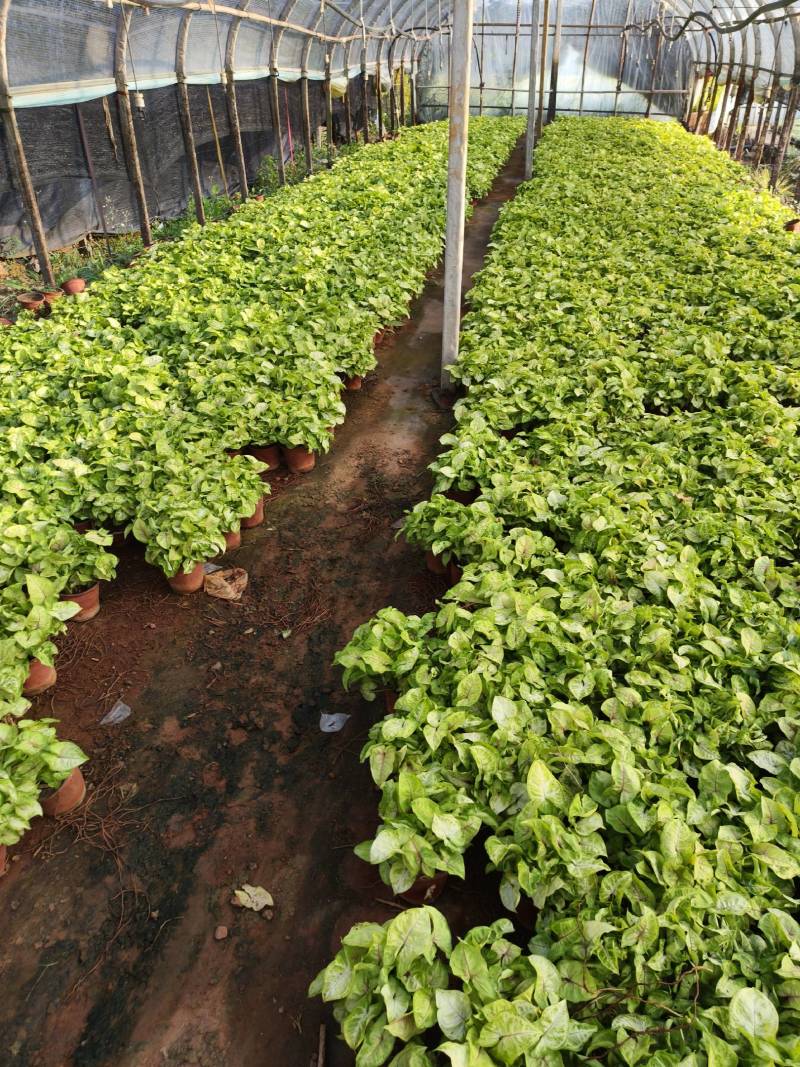 黄金童子合果芋130杯苗，大量现货供应。