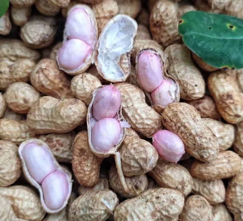 【热卖】江苏徐州精品花生大量有货供应质量很好欢迎采购