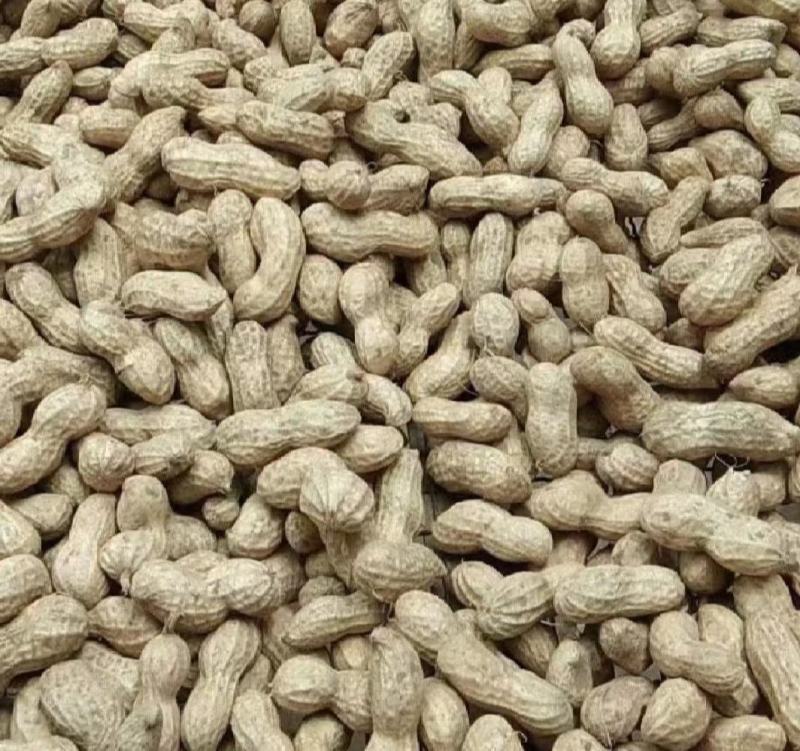 【热卖】江苏徐州精品花生大量有货供应质量很好欢迎采购