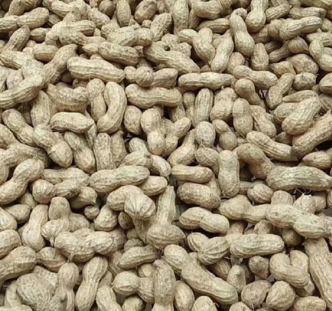 沙糖桔与孕妇营养搭配示意图