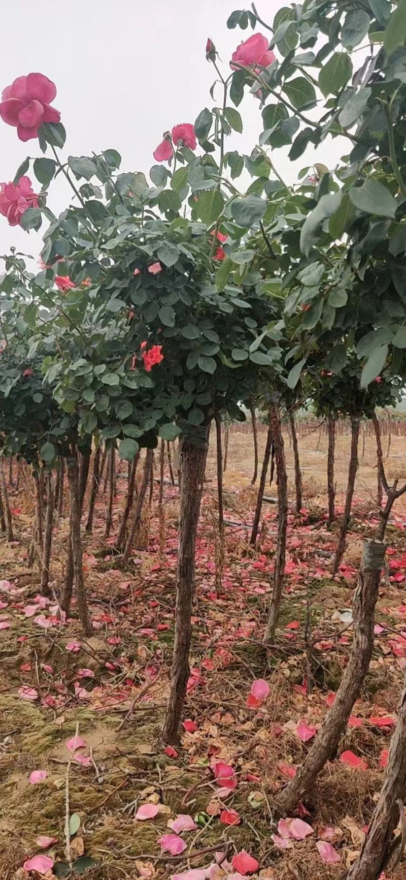 南阳精品月季，老桩月季品种优良，基地供货欢迎全国客户订购