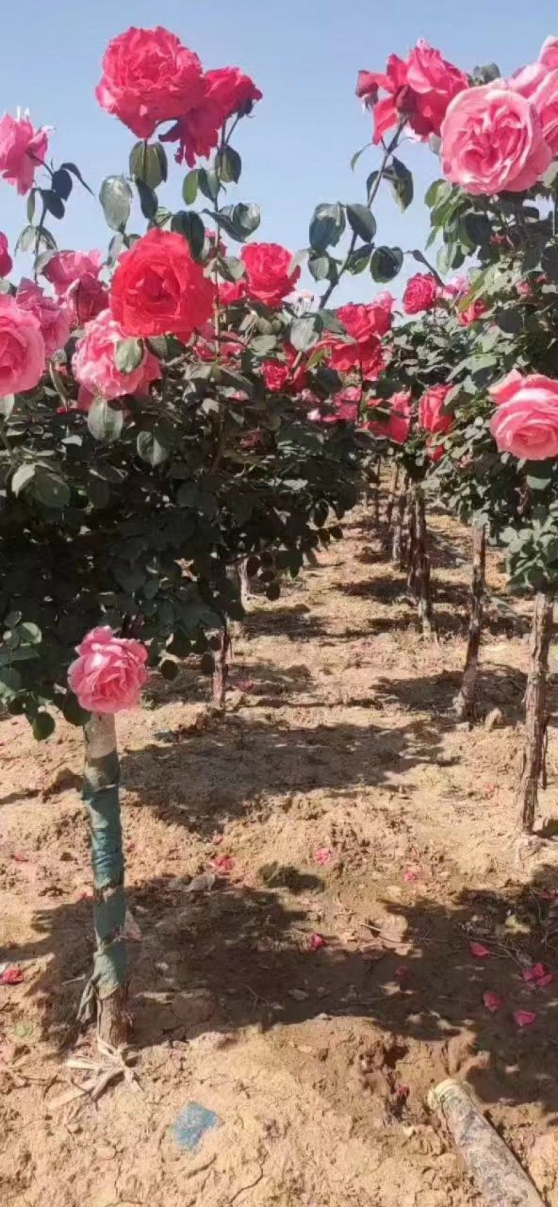 南阳精品月季，老桩月季品种优良，基地供货欢迎全国客户订购