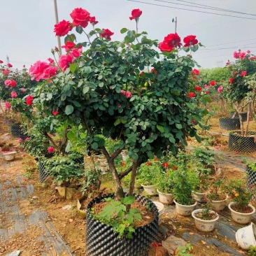南阳精品月季,老桩月季品种优良,基地供货欢迎全国客户订购