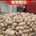 金韩密本南瓜大量供应
