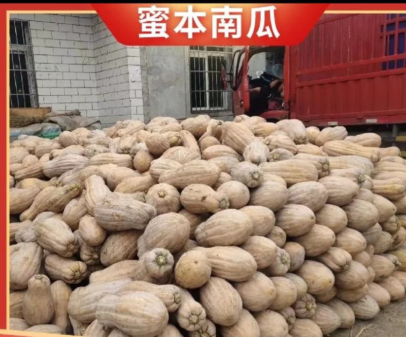 金韩密本南瓜大量供应