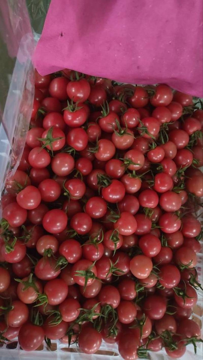 贝贝圣女果，山东寿光实力代办，产地一手货源，货源充足。