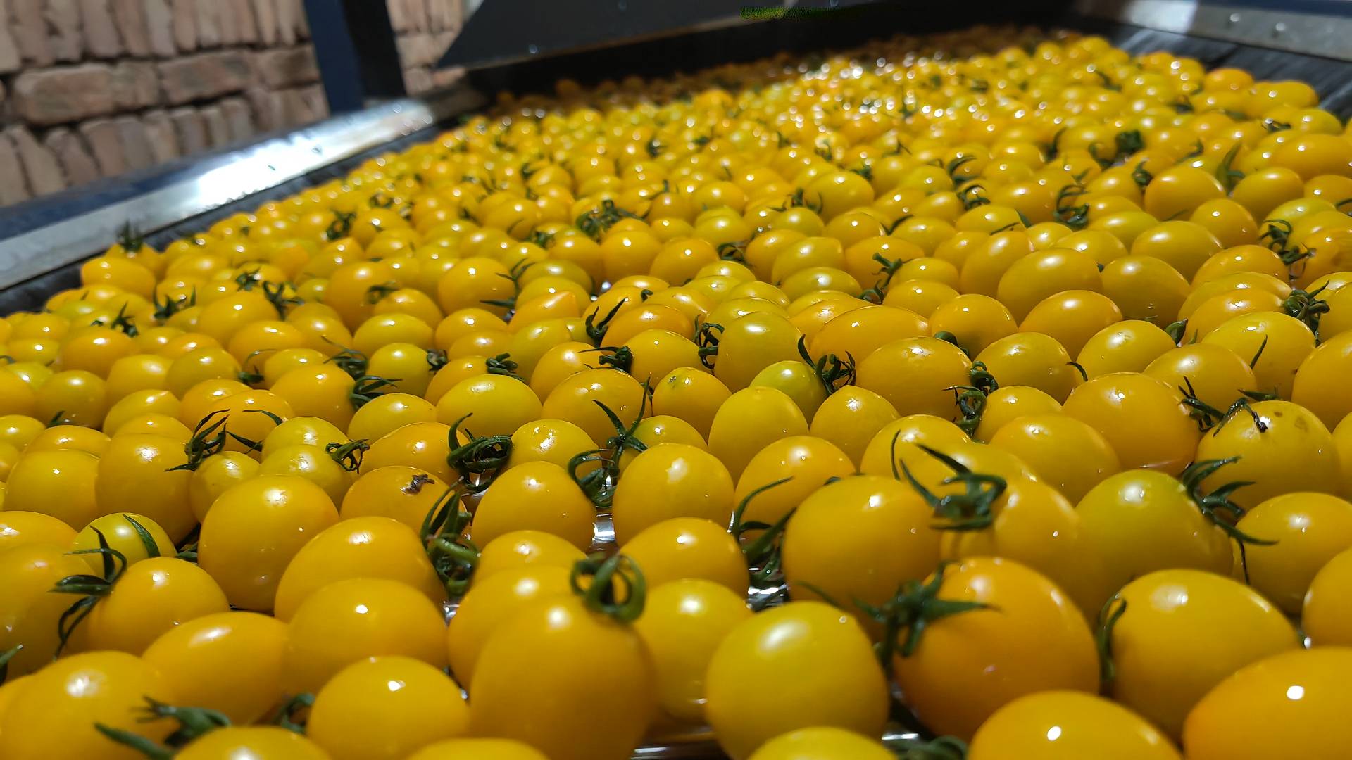 圣女果专用智能选果机整机外观图