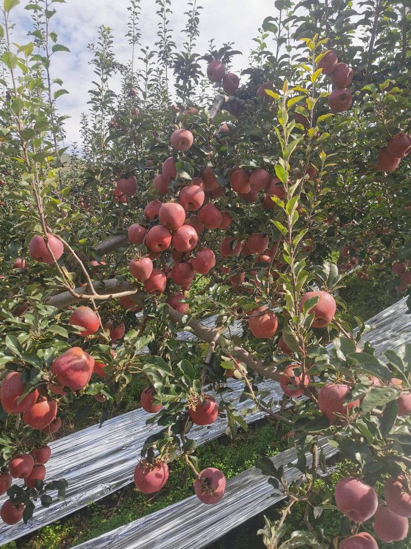 现在昭通丑苹果已大量上市，精品一手货源，诚信代办，