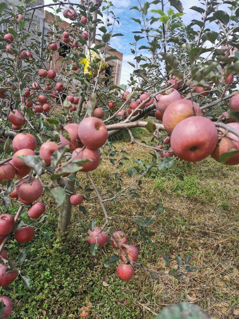 现在昭通丑苹果已大量上市，精品一手货源，诚信代办，