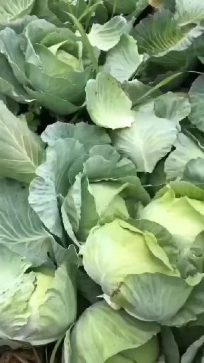 京丰1号澳奇娜甘蓝平包圆包支持产地视频看货源充足