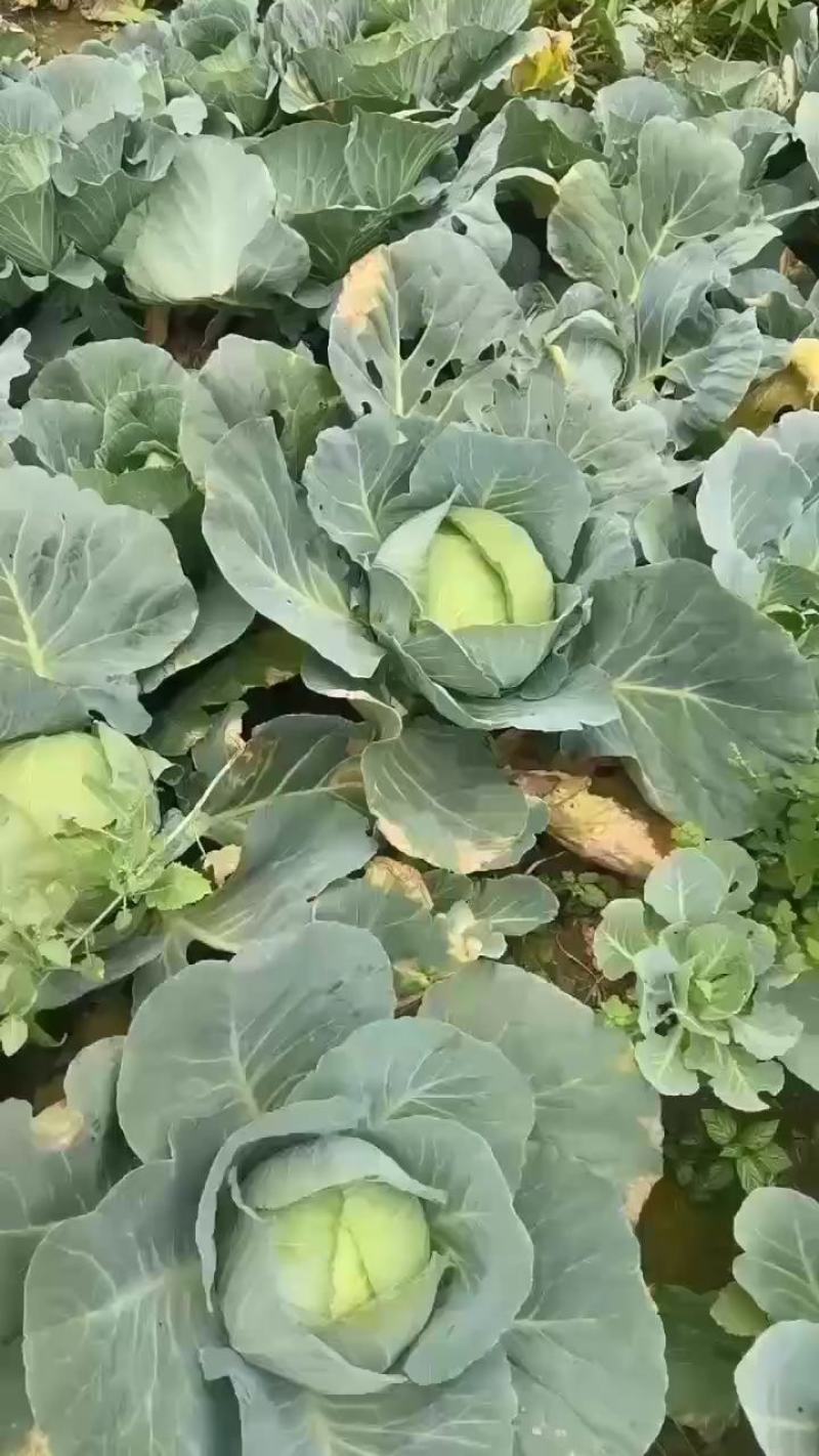 京丰1号澳奇娜甘蓝平包圆包支持产地视频看货源充足
