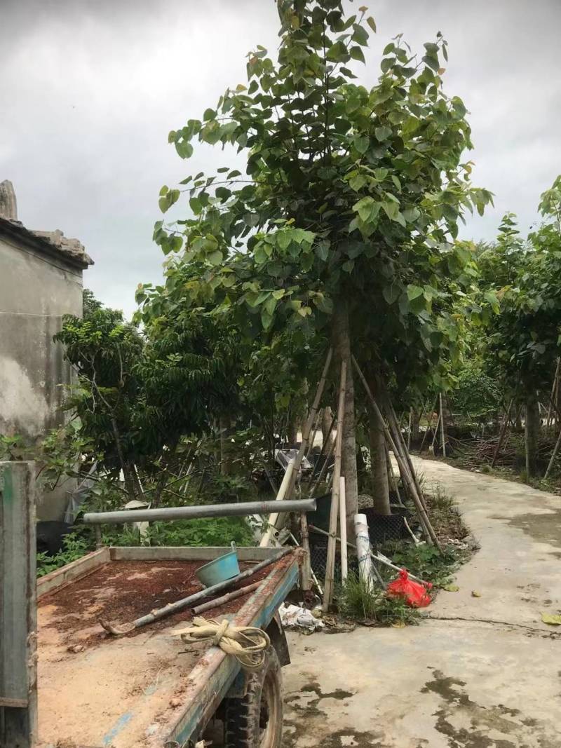 出售菩提榕5-20公分移植袋苗挖地苗需要的老板联系