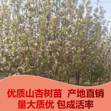 河北15公分山杏树，产地张家口怀来县.量大从优