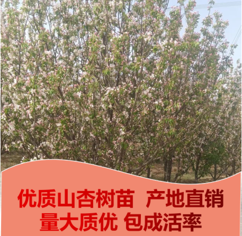 河北15公分山杏树，产地张家口怀来县.量大从优