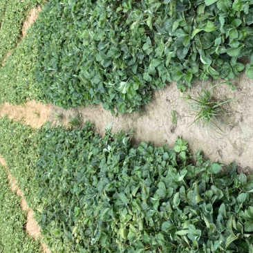 香野隋珠草莓苗