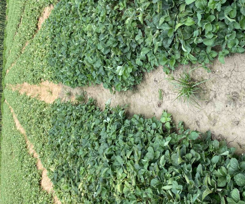 香野隋珠草莓苗