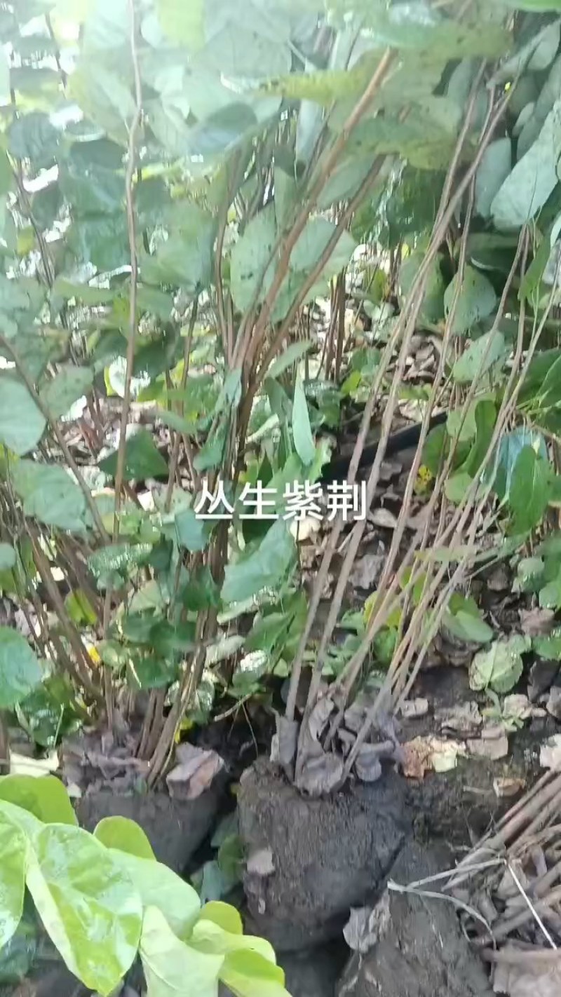 丛生紫荆