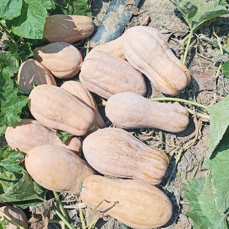 南阳娃娃蜜南瓜万亩基地产地直供一手货源口感软糯香甜质