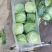 茴子白